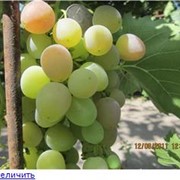 Черенки винограда ранних сортов, Азалия 2-5-3Н, продажа, доставка