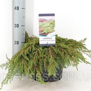 Можжевельник обыкновенный Green Carpet -- Juniperus communis Green Carpet фотография