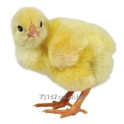 Цыплята суточные “адлер серебристый“ фото