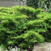 Можжевельник средний Juniperus xpfitzeriana Goldkissen 20-40 C2 фотография