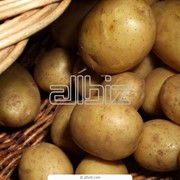 Картофель среднепоздний,картошка Черниговская область,Украина, купить, продажа