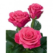 Голландская роза фото