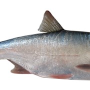 Рыба толстолобик фото