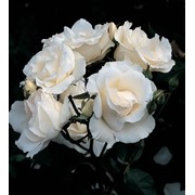 Розы кустарниковые, Роза Бланк Квин Элизабет фото