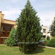 Сосна Черная Pinus nigra Pyramidalis Select Привитый в Р9 фотография