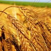 Пшеница 4 класса 2012 фото