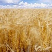 Выращивание зерновых .Кавсько, ФХ Украина фото