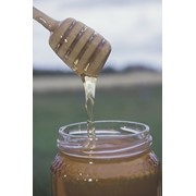 Осотовый мед, 1000 г фото