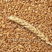 Пшеница 3 класс, 4 класс по России и на экспорт. фото