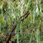 Ива Salix Alba 100-120