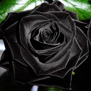 Черная Роза Букеты и композиции из живых цветов фото