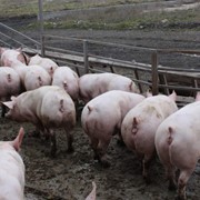Свиньи беконной породы, свиньи мясной породы фото
