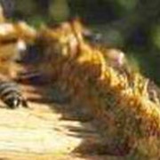 Прополис (пчелиный клей) фотография