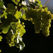 Саженцы винограда (посадочный материал) фото