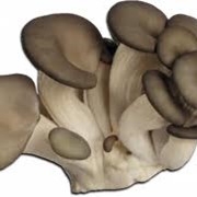 Мицелий грибной, Вешенка Королевская сухой мицелий фото
