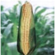 Раннеспелый /ФАО 150/ трехлинейный гибрид кукурузы РОСС 140 СВ фото