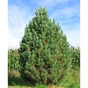 Сосна кедровая Pinus cembra, h см 10-15 фото