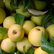Яблоки Голден фото