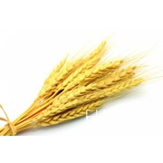 Ростки пшеницы фото