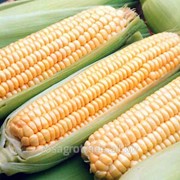 Семена кукурузы Птерокс фото
