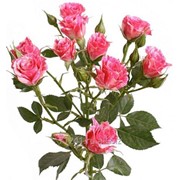 Срезанный цветок Роза кустовая Fire Works