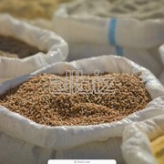 Пшеница, подсолнечник, кукуруза фото