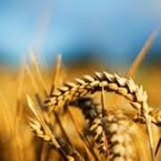 Пшениця Оградська фото