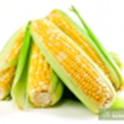 Семена кукурузы ТАР 349 МВ фотография