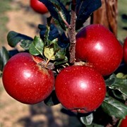 Сортовые кронированные саженцы: яблони
