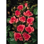 Роза Rosa CHARMANT Korpeligo PBR 30 – 40
