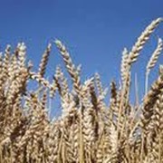 Озимая пшеница Скаген фотография