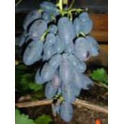 Саженцы винограда сверхранних сортов Кодрянка фотография