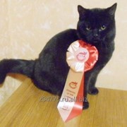 Британский черный кот - юниор 9 месяцев - 6 x Nom BIS - кастрирован фотография