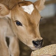 Комбикорм КК-60** дойные коровы и нетели фото