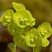 Молочай миндалевидный (Euphorbia amygdaloides) фотография