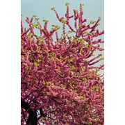 Розового дерева эфирное масло фото