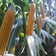 Семена кукурузы МАС 36 А Маисадур Семанс ФАО 300