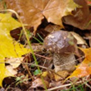 Переработка и реализации грибов фото