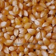 Семена кукурузы Мел фотография