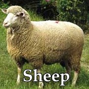 Продам Стадо овец фото
