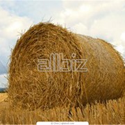 Солома ячменная и пшеничная в тюках фото
