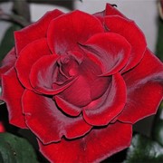 Розы фото