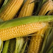 Гибрид кукурузы NS-101 new фото