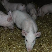 Домашняя свежая свинина с частной фермы. Постоянно в наличии фотография