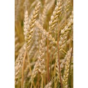 Озима пшениця Доброчин Р 2 фото