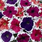 Семена цветов петунии Фрост F1 1000 шт.драже смесь фотография