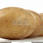 Картофель столовый,картошка Черниговская область,Украина, купить, продажа