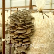 Инструкция по выращиванию грибов вешенки фото