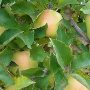 Саженцы яблонь Мутсу фото