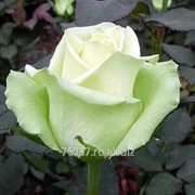 Роза jade фотография